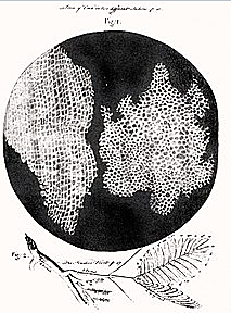 Robert Hooke