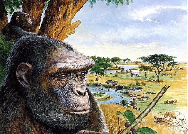 Sahelanthropus tchadensis