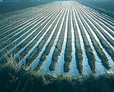 Riego por inundacion