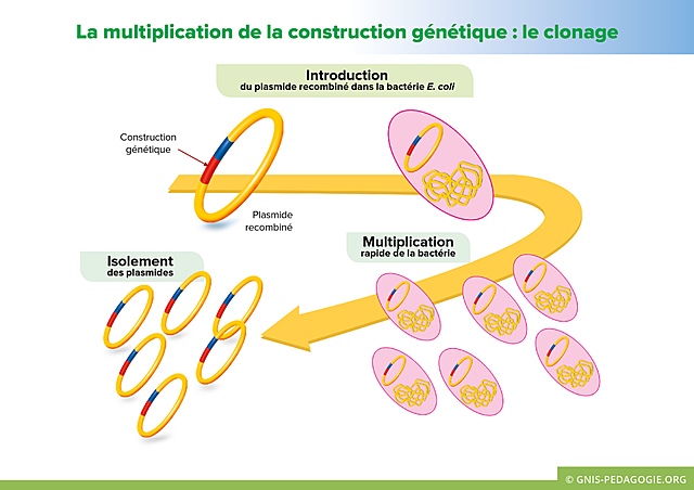 Clonage de la bactérie Escherichia coli