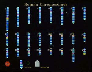 Premières cartes du génome humain