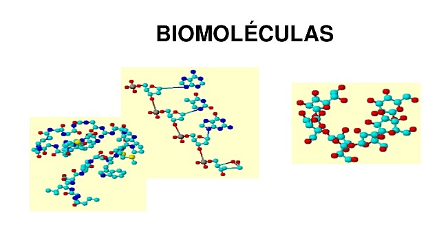 Clasificación de las Biomoléculas