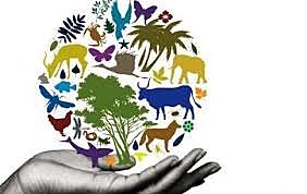 Conferencia de las Naciones Unidas sobre Medio Ambiente y Desarrollo (CNUMAD)  conocida como Cumbre de la Tierra de Río.