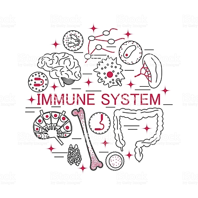 Timeline: Qual célula imune te define?
