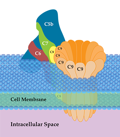 Família êêêê, família aaah...família!
