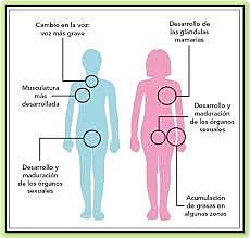 1993 ADOLESCENTES PRIMARIOS