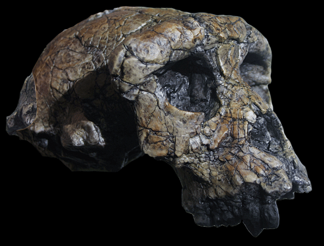 Sahelanthropus tchadensis,