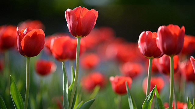La bombolla dels tulipans