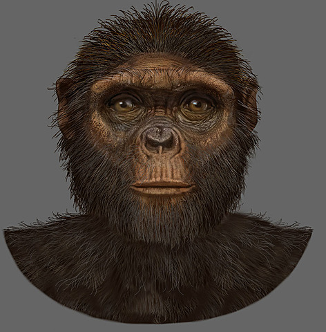 Ardipithecus ramidus