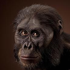 Australopithecus afarensis