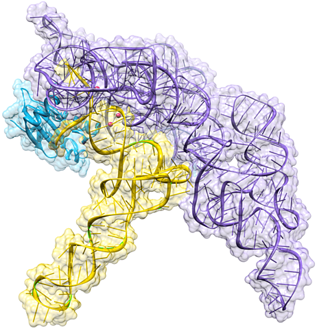 Enzymes synthétiques