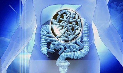 Le rôle du microbiote intestinal