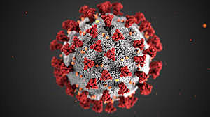 El coronavirus