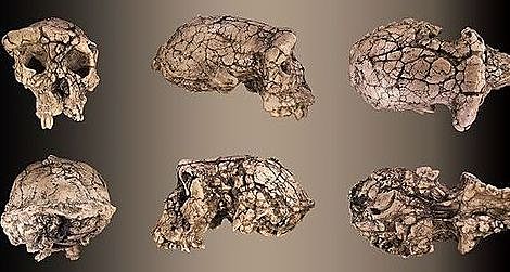 Sahelanthropus tchadensis