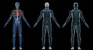 el concepto de fermentación se hizo central para comprender la fisióloga