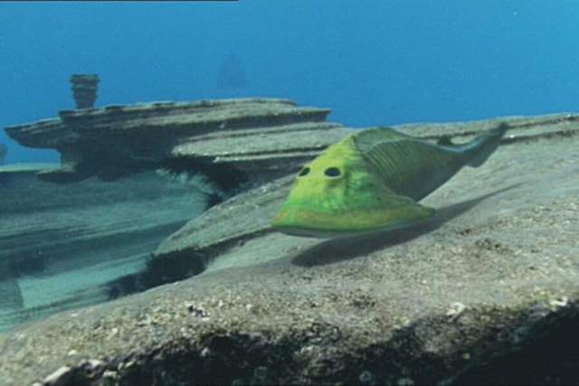 PERÍODE CÀMBRIC (FA 430 MILIONS D'ANYS)