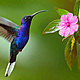 Colibri mexicano