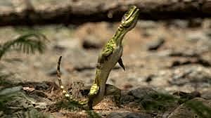 PERÍODE TRIÀSIC (FA 248 MILIONS D'ANYS)