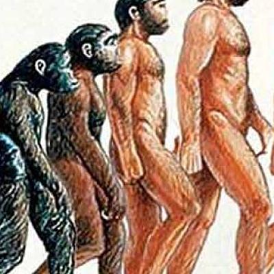 Timeline: Evolución de los Homínidos