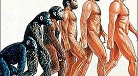 Timeline: Evolución de los Homínidos