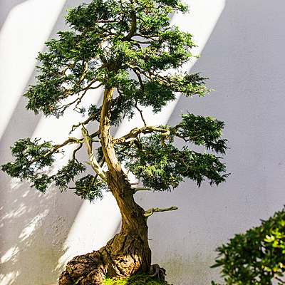 Timeline: Dans trois jours, je replanterai des arbres.