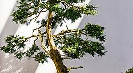 Timeline: Dans trois jours, je replanterai des arbres.