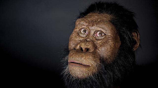 Australopithecus Anamensis