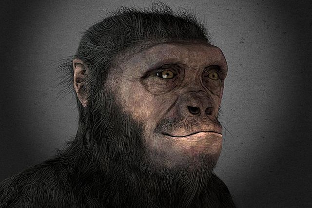 Sahelanthropus tchadensis