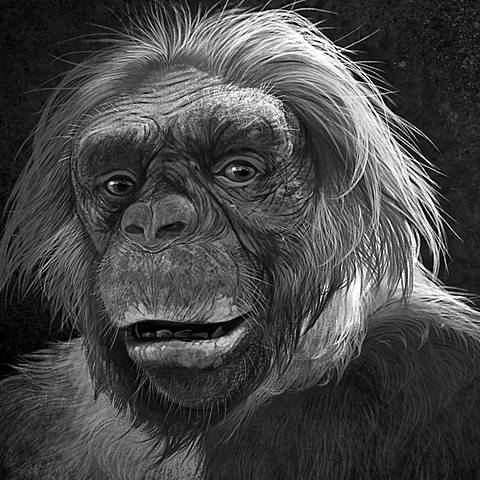 Ardipithecus ramidus