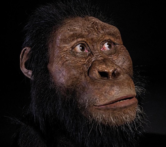 Australopithecus anamensis