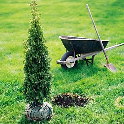 Timeline: Hier, j'ai planté un arbre.