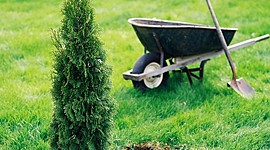 Timeline: Hier, j'ai planté un arbre.