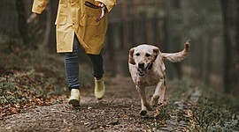 Timeline: La semaine derniere, j'ai pris soin du chien de mon voisin.