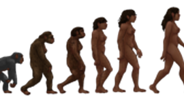 Timeline: Etapas de la linea evolutiva humana