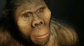 Timeline: HOMINIDOS