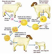 La oveja Dolly, el primer mamífero clonado de la historia