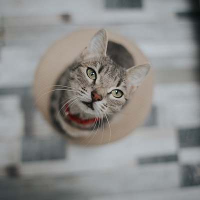 Timeline: Stamin Alexia