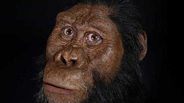 Australopithecus anamosis
