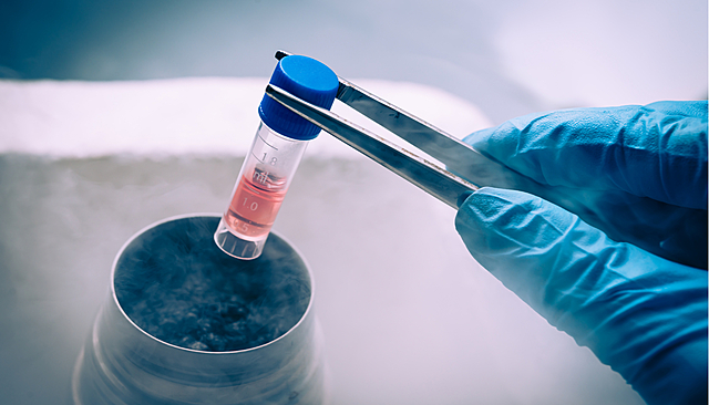 Experimentan con células madre