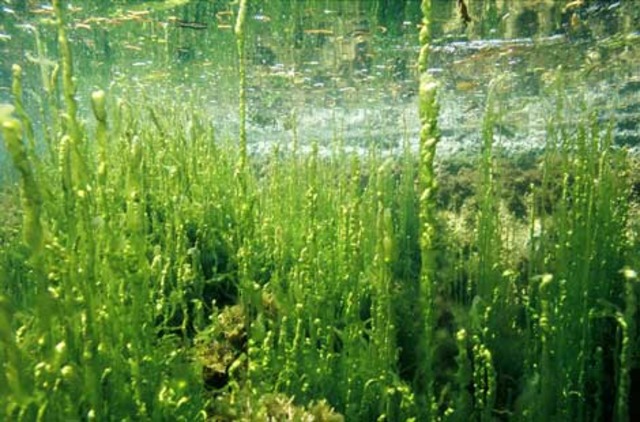 Algea Colums