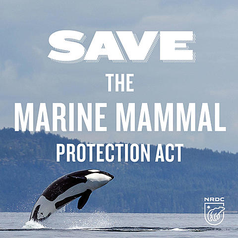 marine mammal protection act