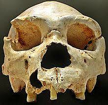 Homo heidelbergensis,