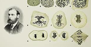 Walther Flemming. Examinando un vendaje quirúrgico, encontró una sustancia en el núcleo de las células que pudiera ser el agente básico de la herencia; la llamó nucleína.