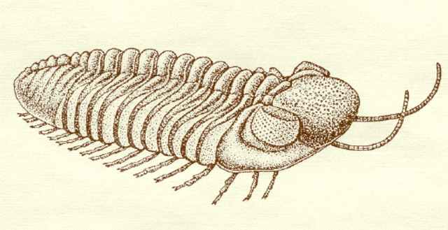 Animals with out Backbones