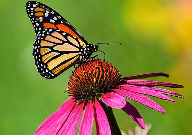 Paul Ehrlich butterfly studies