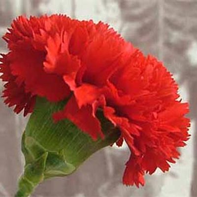 Timeline: O 25 de Abril de 1974 «O processo revolucionário»