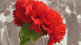 Timeline: O 25 de Abril de 1974 «O processo revolucionário»