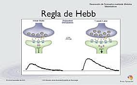 Donald Hebb (1904-1985)