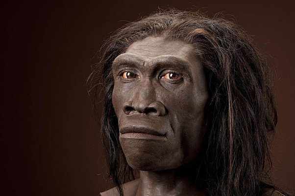 Homo erectus