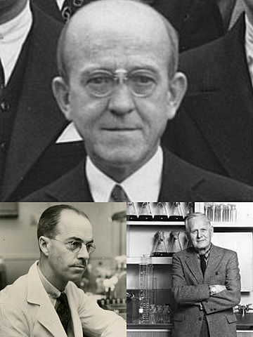 Oswald Avery, Colin M. MacLeod y VoMaglin MaCarty